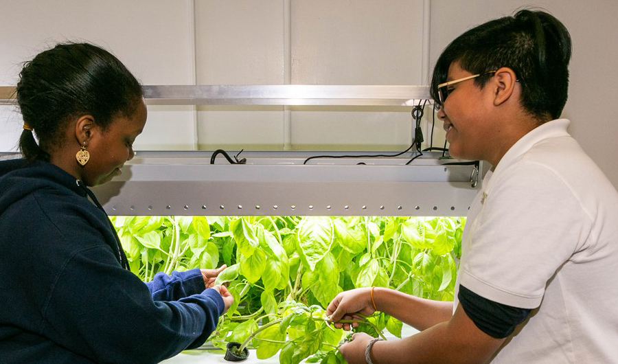 harvesting basil in the hydroponics lab